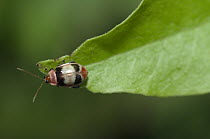 Leaf Beetle (Chrysomelidae) on leaf tip, Amazon, Ecuador