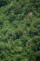 Dense rainforest canopy, Amazon, Ecuador