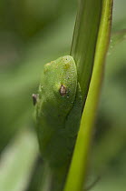 Demerara Falls Tree Frog (Hypsiboas cinerascens) camouflaged on leaf, Amazon, Ecuador
