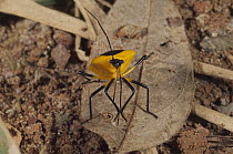 Stink Bug (Pentatomidae) on leaf litter, Amazon, Ecuador