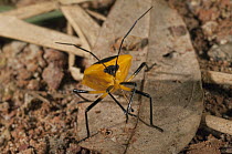 Stink Bug (Pentatomidae), Amazon, Ecuador