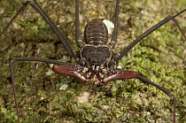 Whip Spider showing spiky pedipalps, Amazon, Ecuador
