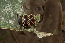 Leaf Beetle (Chrysomelidae), Amazon, Ecuador