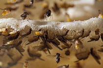 Small Fruit Fly (Drosophilidae) group using mushroom as nuptial mating ground, Amazon, Ecuador
