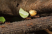Leafcutter Ant (Atta cephalotes) group carrying leaves, Amazon, Ecuador