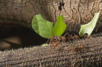 Leafcutter Ants (Atta cephalotes) carrying leaves, Amazon, Ecuador