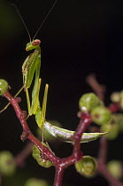 Praying Mantis (Parastagmatoptera sp), Amazon, Ecuador
