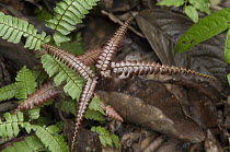 Bird's Nest Fern (Asplenium sp) growing on forest floor, Amazon, Ecuador
