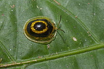 Chrysomelid Beetle (Plagiometriona sp), Amazon, Ecuador
