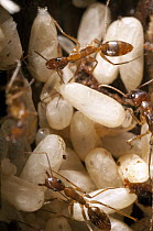 Ant (Formicidae) workers tending to eggs, Amazon, Ecuador