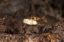 Ant (Formicidae) carrying egg, Amazon, Ecuador