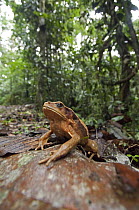 Toad (Bufo sp) in leaf litter, Amazon, Ecuador