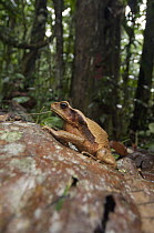 Toad (Bufo sp) in leaf litter, Amazon, Ecuador