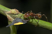 Ant (Formicidae) guarding Treehopper (Enchenopa sp), Ecuador