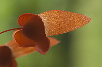 Begonia (Begonia rossmanniae) seed, Amazon, Ecuador