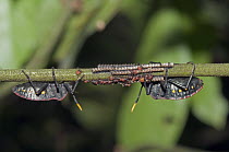 Squash Bug (Coreidae) pair tending to young, Amazon, Ecuador