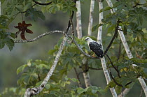 White Hawk (Leucopternis albicollis), Ecuador