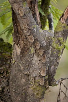Greater Sac-winged Bat (Saccopteryx bilineata) group roosting on tree, Amazon, Ecuador