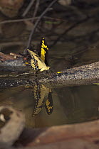 Thoas Swallowtail (Papilio thoas) reflected in puddle, Amazon, Ecuador
