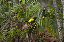 Yellow-rumped Cacique (Cacicus cela) males near nests, Ecuador