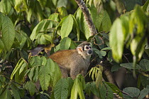 South American Squirrel Monkey (Saimiri sciureus), Amazon, Ecuador