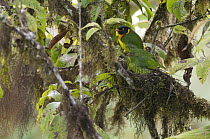 Orange-breasted Fruiteater (Pipreola jucunda) female on nest with male next to her, Ecuador