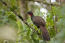 Cauca Guan (Penelope perspicax), Colombia