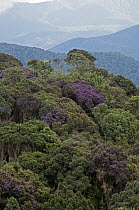 Melastoma (Melastomataceae) trees flowering, Cauca Valley, Colombia
