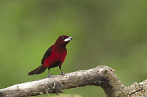 Silver-beaked Tanager (Ramphocelus carbo) male, Colombia