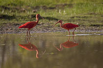 Scarlet Ibis (Eudocimus ruber) pair wading, Colombia