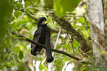 Long-wattled Umbrellabird (Cephalopterus penduliger) male, Ecuador