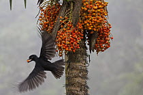 Long-wattled Umbrellabird (Cephalopterus penduliger) female carrying fruit, Ecuador