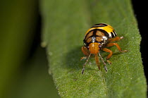 Stink Bug (Pentatomidae) juvenile, Amazon, Ecuador