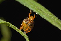 Stink Bug (Pentatomidae) juvenile climbing, Amazon, Ecuador