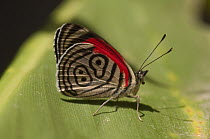 Cramer's Eighty-eight (Diaethria clymena) butterfly, Amazon, Ecuador