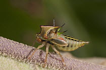 Treehopper (Alchisme sp), Ecuador