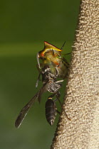 Treehopper (Alchisme sp) being eaten by wasp, Ecuador