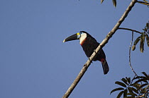 Red-billed Toucan (Ramphastos tucanus), Ecuador
