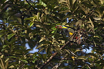 Golden-collared Toucanet (Selenidera reinwardtii) male feeding on fruit, Ecuador