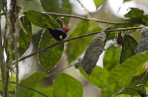Red-capped Manakin (Pipra mentalis) male, Ecuador