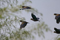 Bronze-winged Parrot (Pionus chalcopterus) flock flying, Ecuador
