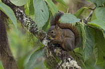 Red-tailed Squirrel (Sciurus granatensis) feeding, Ecuador