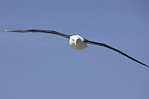 Black-browed Albatross (Thalassarche melanophrys) flying, Steeple Jason Island, Falkland Islands