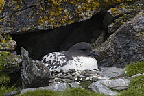 Pintado Petrel (Daption capense) on nest in cliff, Shingle Cove, South Orkney Islands, Southern Ocean