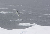 Snow Petrel (Pagodroma nivea) flying over icebergs, South Orkney Islands, Southern Ocean