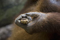 Sumatran Orangutan (Pongo abelii) holding stick, Gunung Leuser National Park, north Sumatra, Indonesia
