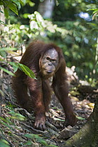 Sumatran Orangutan (Pongo abelii) sub-adult male, Gunung Leuser National Park, north Sumatra, Indonesia