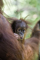 Sumatran Orangutan (Pongo abelii) nine month old baby, Gunung Leuser National Park, north Sumatra, Indonesia