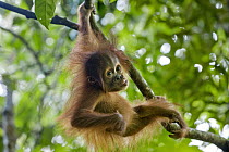 Sumatran Orangutan (Pongo abelii) nine month old baby playing in tree, Gunung Leuser National Park, north Sumatra, Indonesia