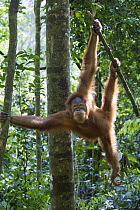 Sumatran Orangutan (Pongo abelii) sub-adult male in tree, Gunung Leuser National Park, north Sumatra, Indonesia